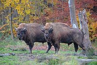 Wisentbullen 2 Herbstwald