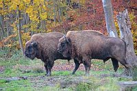 Wisentbullen seitlich Herbstwa