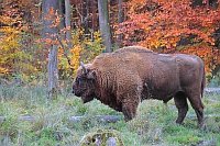 Wisentbulle Seite Herbstwald