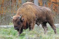 Wisent Bulle vor Buchenwald