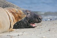 Kegelrobben Paar am Strand