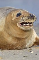 Kegelrobbe zeigt Zaehne