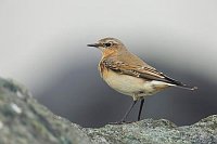 Steinschmaetzer auf Stein