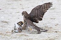 Habicht ergreift Kaninchen