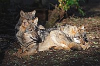 Woelfe 3 im Spotlicht