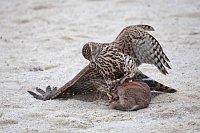 Habicht Kopfgriff Kaninchen