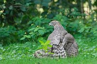 Habicht mantelt ueber Beute