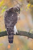 Habicht nach unten schauend