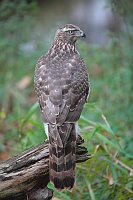 Habicht  auf Baumstumpf
