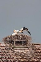 Weissstorch 3 dunkler Himmel