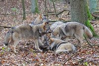 Wolf 5 am Futter im Wald