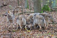 Wolf 6 im Wald fressend