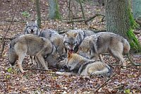 Wolf 6 im Wald mit Beute