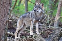 Wolf auf Baumstamm