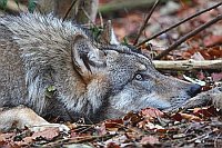 Wolf im Liegen hochschauend