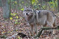 Wolf im Unterholz