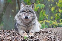 Wolf liegend von vorn