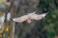 Maeusebussard im Abwaertsflug