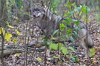 Wolf im Unterholz stehend