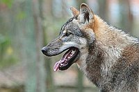 Wolf Kopfportrait Seitenansich