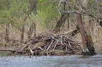 Biberburg an der Havel