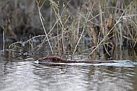 Biber schwimmend vor Ufer