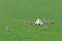 Grosstrappen m balzendem Hahn