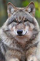 Wolf Kopfportrait HF
