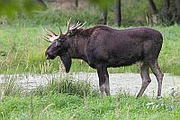Elch Hirsch auf Wiese am Teich
