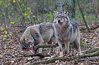 Wolf 2 im Wald am Riss