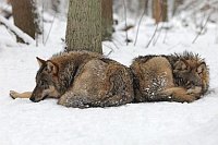 Wolf 2 im Schnee eingerollt