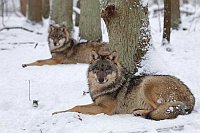 Wolf 2 im Schnee liegend