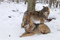 Wolf 2 im Wald mit Schnee