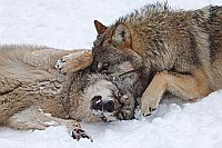 Wolf 2 junge Balgerei