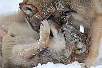 Wolf 2 junge Spielerei