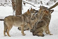 Wolf 6 im Schnee hochschauend