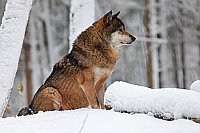 Wolf auf Schneehuegel sitzend