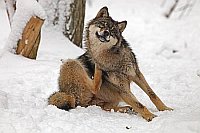 Wolf Fellpflege im Schnee