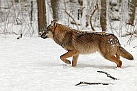 Wolf im Schnee laufend