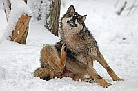 Wolf im Schnee sich kratzend