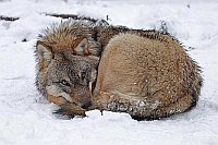 Wolf junger eingerollt im Schn