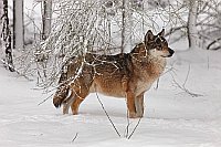 Wolf Ruede im Winterwald