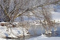 Weide am Fluss im Schnee
