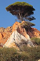 Algarve Pinie auf Felsen