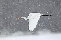 Silberreiher fliegend Schneefa