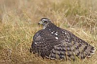 Sperber beim Sonnenbad