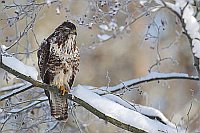 Maeusebussard im Baum Schnee