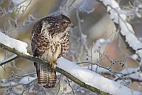 Maeusebussard in Erle Schnee