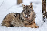 Wolf im Schnee liegend