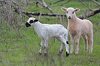 Ziege Schaf 2 Neugeborene